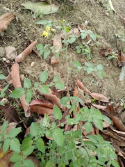 Solanum pimpinellifolium