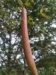 Parmentiera cereifera