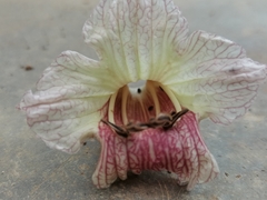 Parmentiera cereifera