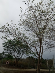 Pseudosamanea guachapele