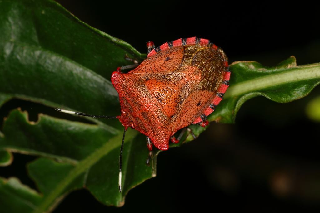Lopadusa augur