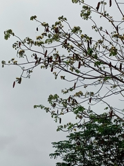 Pseudosamanea guachapele