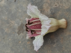 Parmentiera cereifera