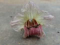 Parmentiera cereifera