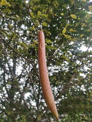 Parmentiera cereifera