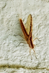 Callibaetis floridanus