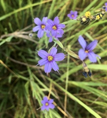 Sisyrinchium platense