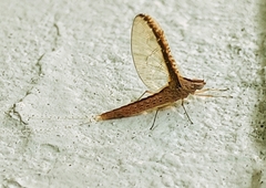 Callibaetis floridanus
