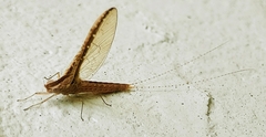Callibaetis floridanus