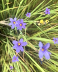 Sisyrinchium platense