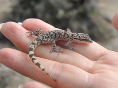 Phyllodactylus lepidopygus
