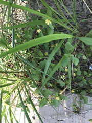 Rhynchosida physocalyx