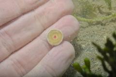 Marginopora vertebralis
