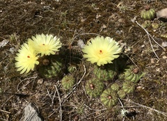 Parodia ottonis