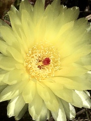 Parodia ottonis