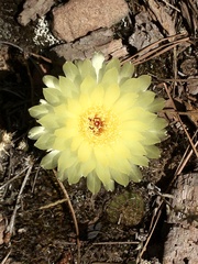 Parodia ottonis