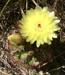 Parodia ottonis