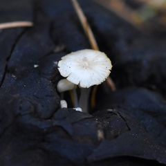 Mycena madronicola