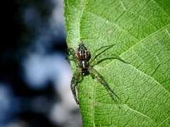 Sphedanus quadrimaculatus