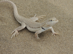 Microlophus occipitalis