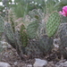 Starvation Cactus - Photo (c) Andrey Zharkikh, some rights reserved (CC BY)