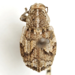 Graphorhinus vadosus