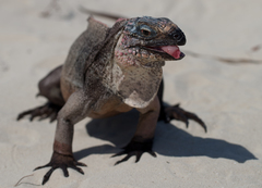 Northern Bahamian Rock Iguana photo 4
