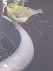 Leiothlypis peregrina