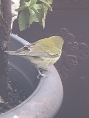 Leiothlypis peregrina