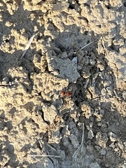 Pseudomethoca meritoria