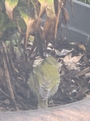 Leiothlypis peregrina