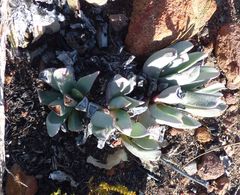 Machairophyllum albidum