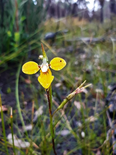 Diuris laevis