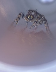 Phidippus audax