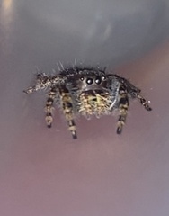 Phidippus audax