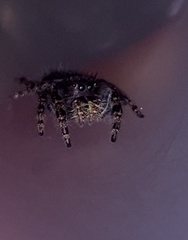 Phidippus audax