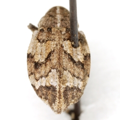 Graphorhinus vadosus