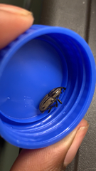 Sphenophorus latinasus