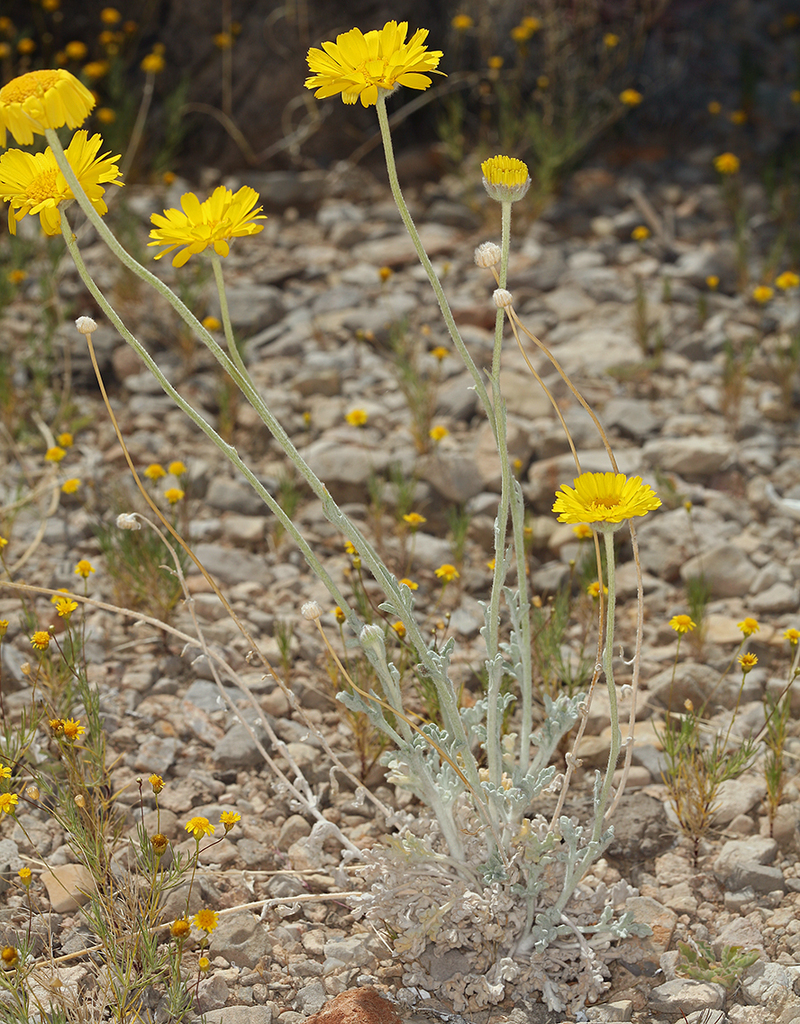 Baileya multiradiata, Clark Mts., San Bernardino County, CA, USA