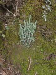 Cladonia darwinii