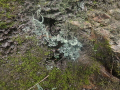 Cladonia darwinii