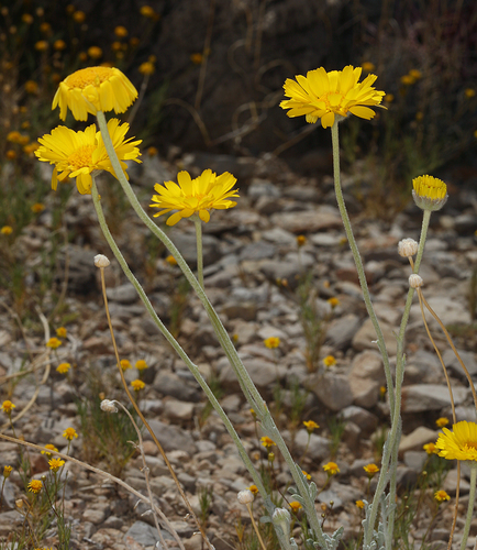 Baileya multiradiata