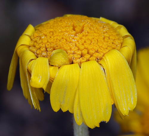 Baileya multiradiata