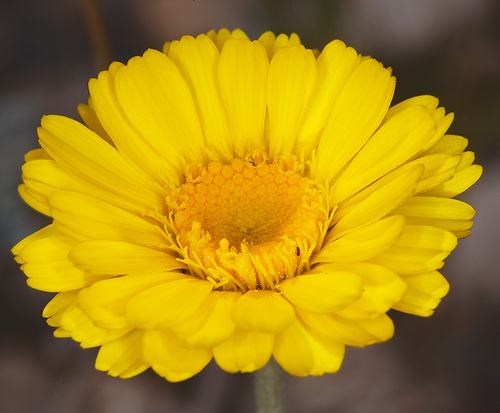 Desert Marigold