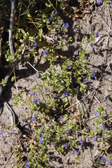 Lysimachia arvensis caerulea