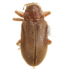 Phanocerus clavicornis