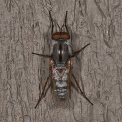 Ozodiceromyia notata