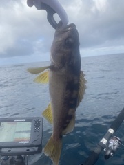 Sebastes serranoides