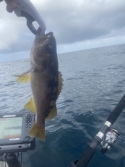 Sebastes serranoides