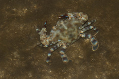 Charybdis annulata